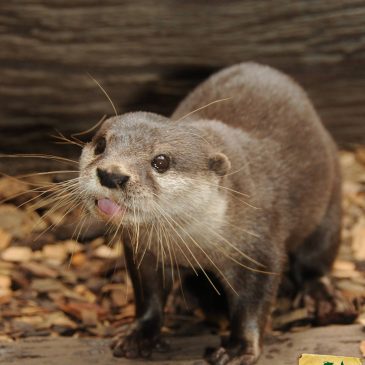 Otter helps the Otters!
